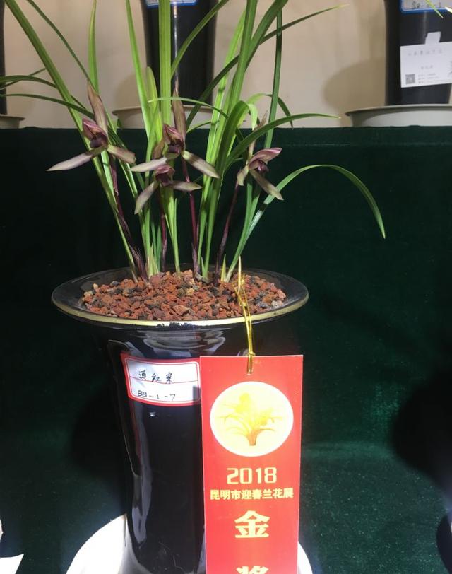 拒绝杂交兰，此兰火了30余年，夺得兰展金奖，顶级红素，芳香四溢