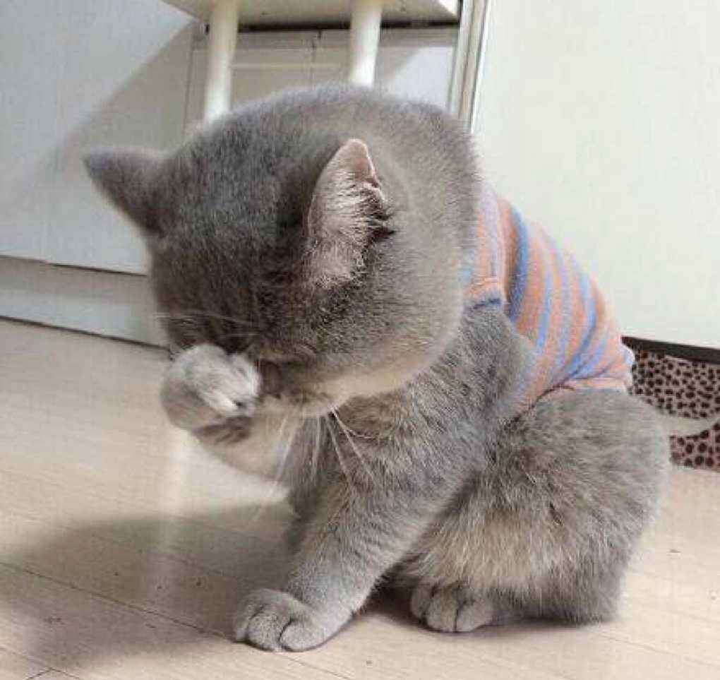 猫咪记仇了怎么化解,我家猫咪超级会掉毛怎么办