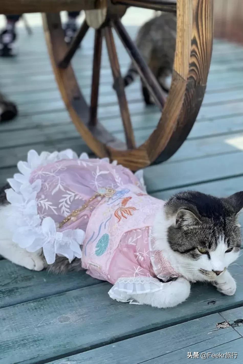 中国世界美食之都,中国世界美食之都排名