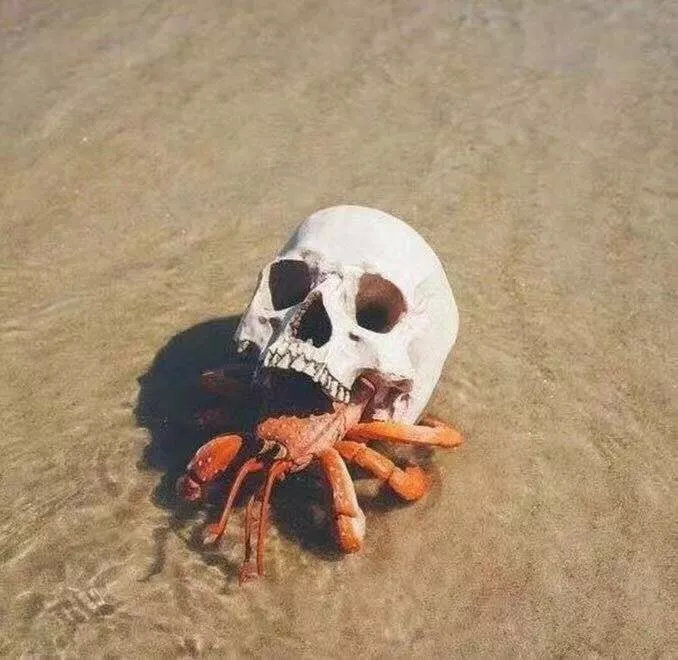 寄居蟹人格形成的原因,寄居蟹人格能改变吗