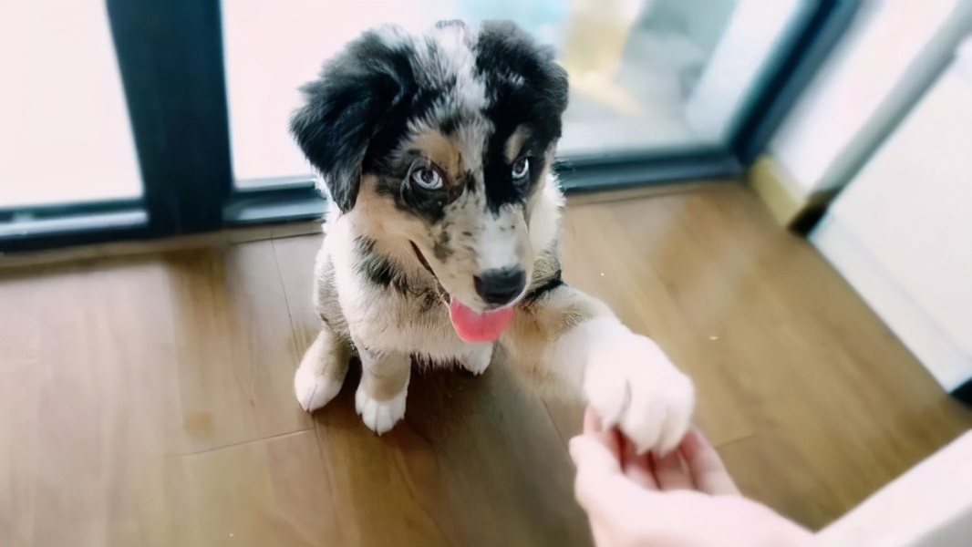 带狗子一起回家路上注意事项,带狗回家注意什么