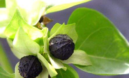 家里好养的花种子有哪些,哪种花种子最容易种活还好养