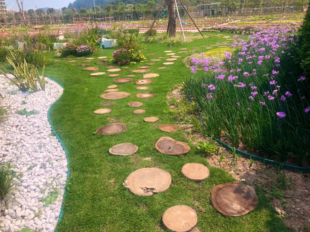 花园庭院设计花卉园艺,花园搭配的草类植物