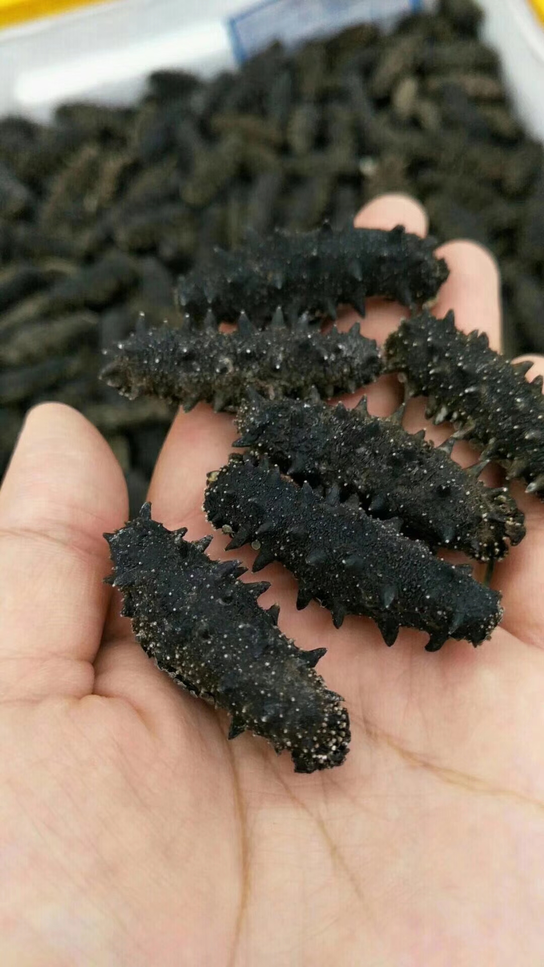 海参的七大习性,为什么海参会苦