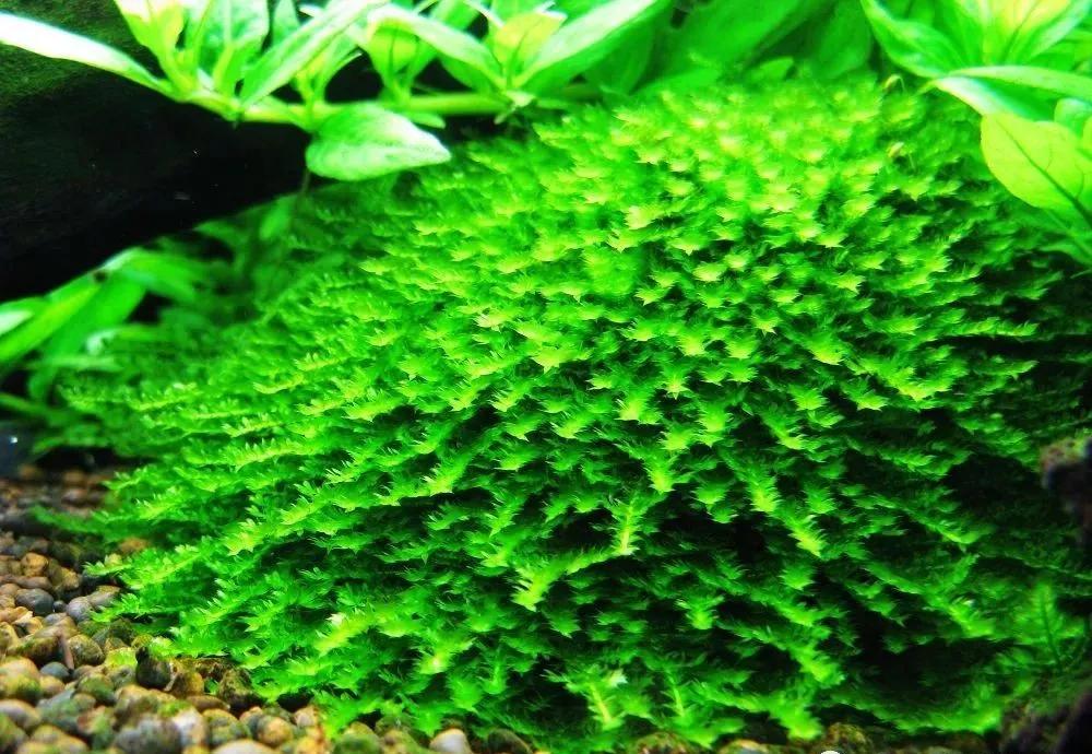 本色水景|教你认识——常见莫斯品种！水草造景学习