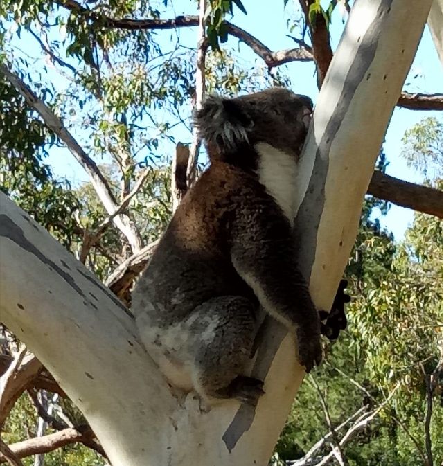 我在澳大利亚十年了，来说说这里的抗疫情况