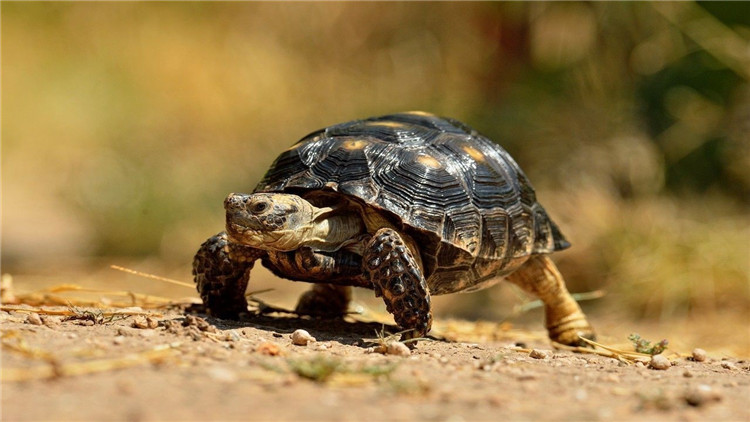 乌龟不吃食趴缸是什么原因,乌龟现在不吃食是什么原因