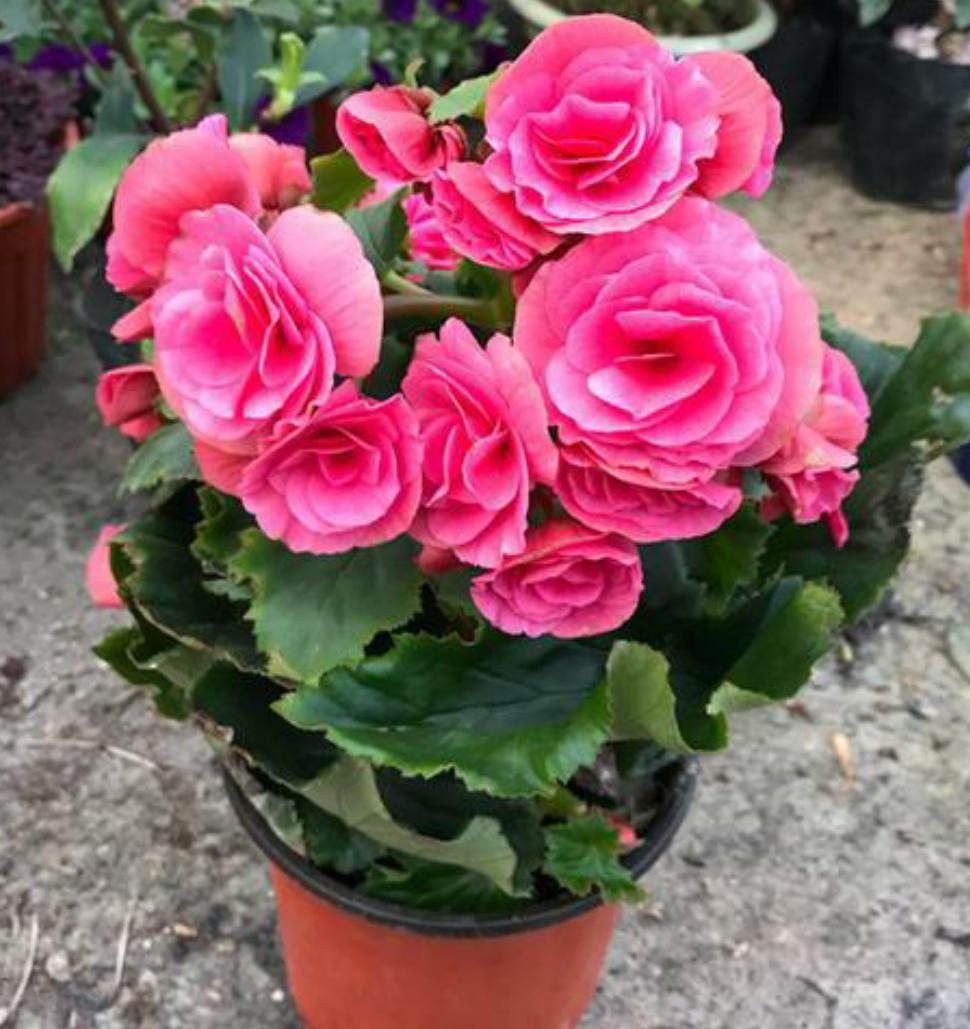 丽格海棠好看不好养？掌握正确的养殖技巧，叶绿花红养得久