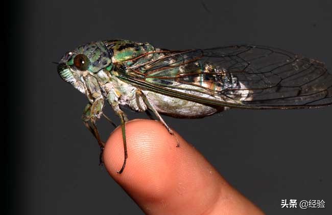 金蝉的养殖技术及视频,金蝉的养殖技术与效益