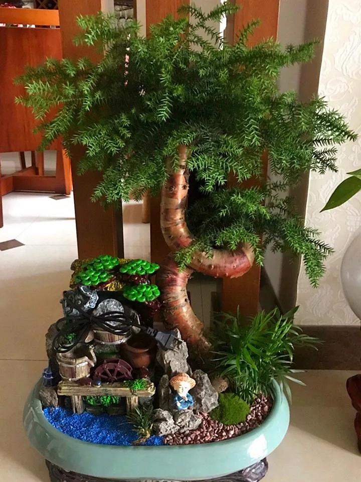 什么花放在家里最好看最实用,放家里风水好又好养的花有哪些