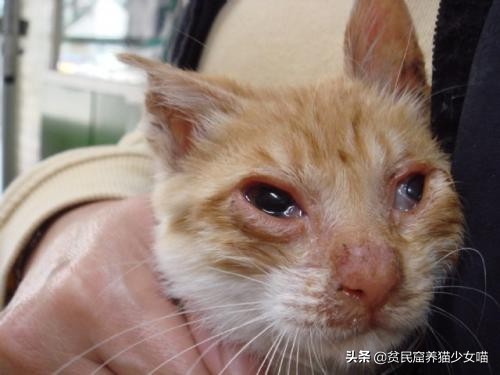 猫突然打了个喷嚏是怎么回事,猫怎么突然打了个喷嚏