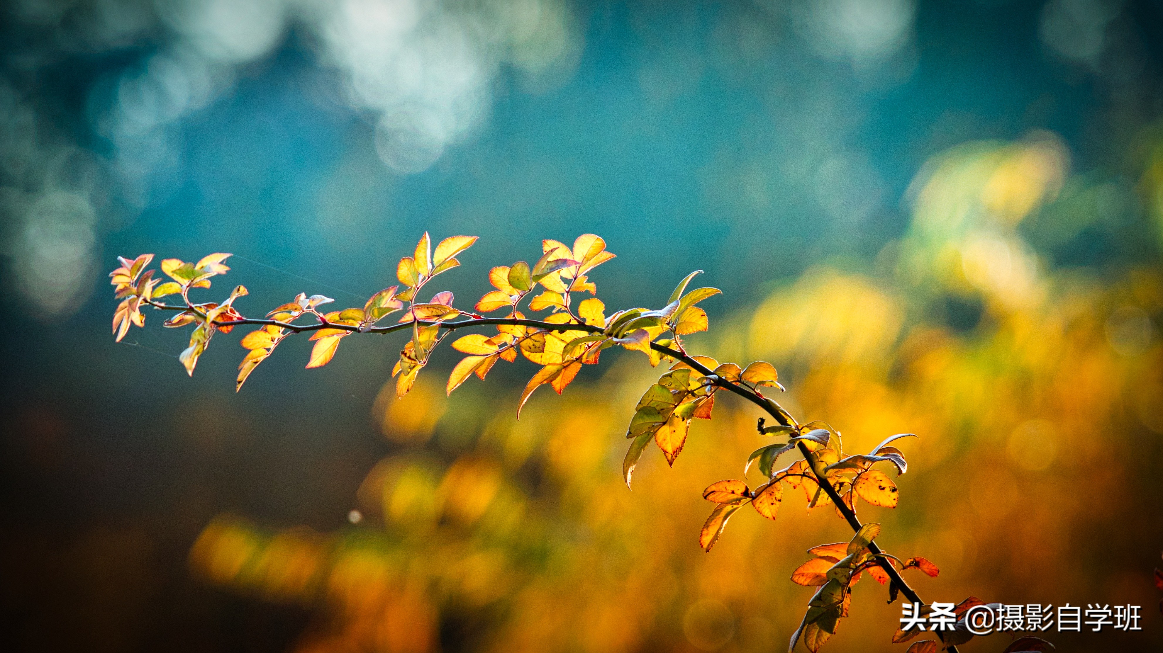 摄影拍出抽象风格照片5个诀窍,照片怎么加虚化