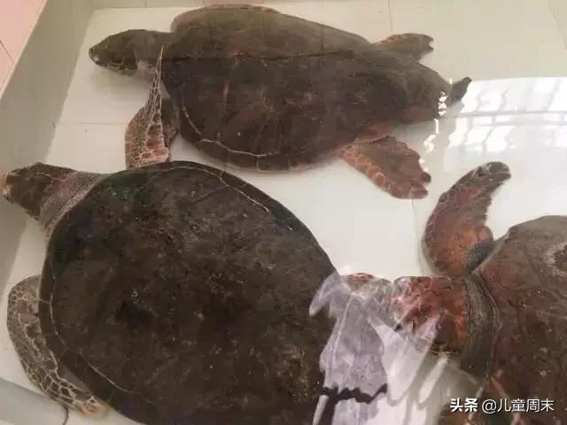 惠州海边旅游攻略最新,一言不合就旅行