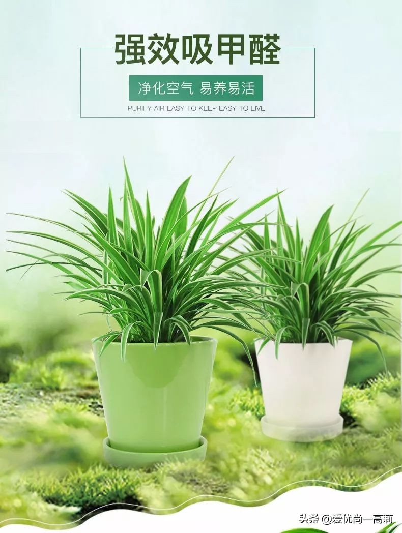 完美搭配，背阴阳台咱们也可以打造一个花园！