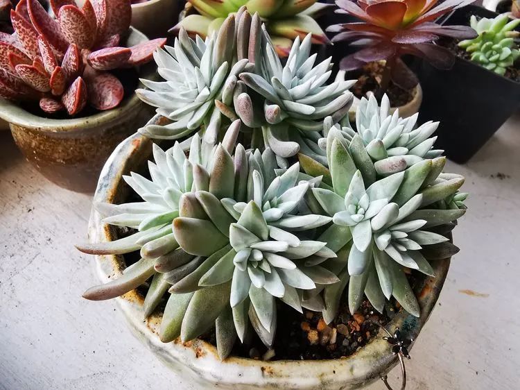 多肉砍头的怎么养,多肉怎么砍头才能爆发