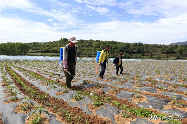 黄瓜和番茄发虫了，能否使用甲氰菊酯防治吗？