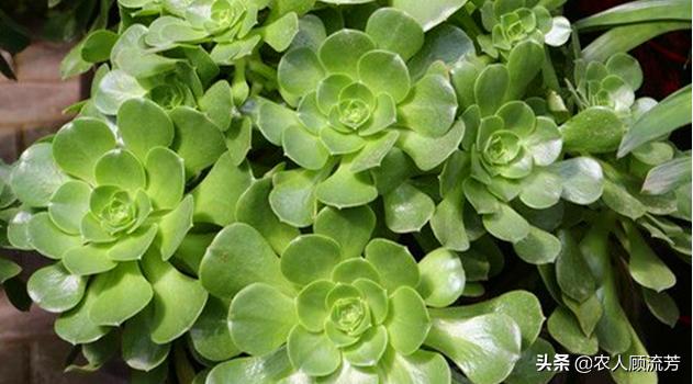 多肉植物的修剪养护方法,多肉植物仙人掌是否需要修剪