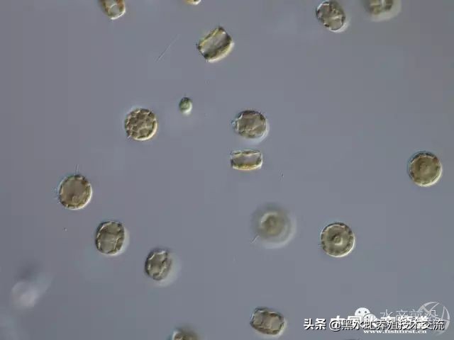 100种水产藻类,水产藻类图谱及名称