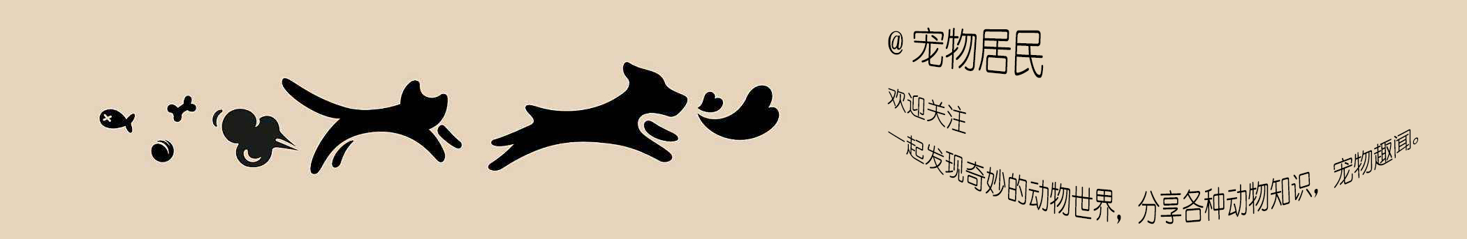 不常见的灵缇犬,灵缇犬速度在动物界排第几