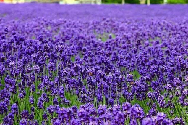 50种·蓝紫色系植物,尊享高贵典雅浪漫的视觉盛宴