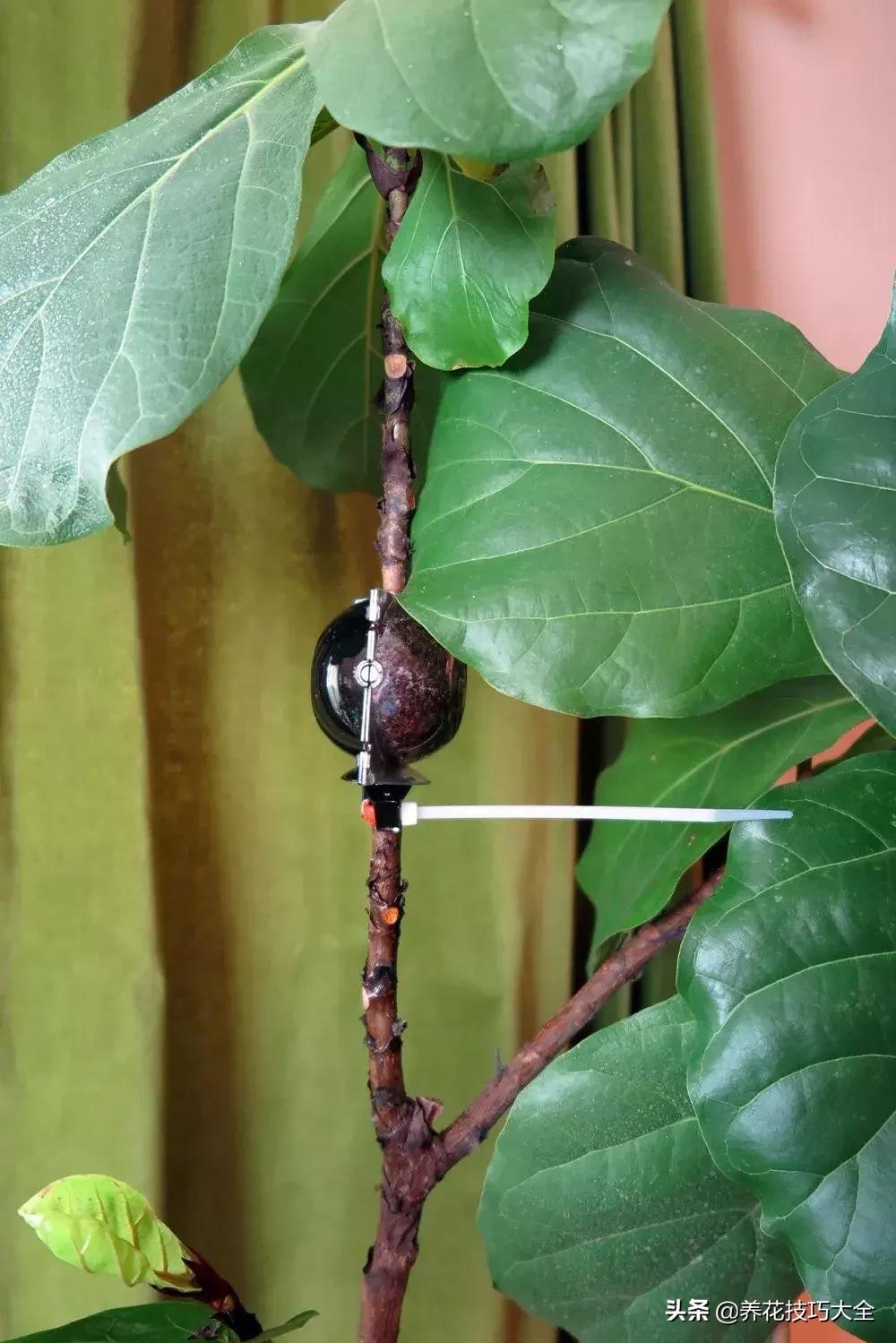 花卉繁殖有哪些常用方法,常见花卉的主要繁殖方法