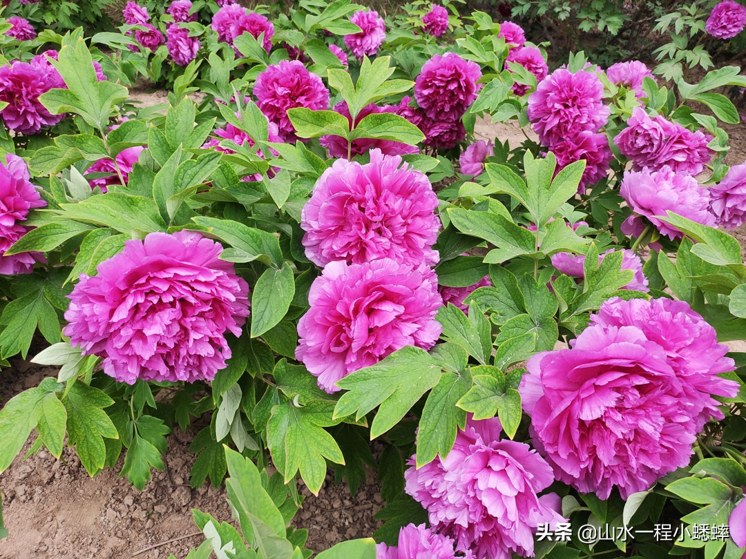 长安公园不愧是石家庄公园老大，牡丹花开真国色,游人如织来长安