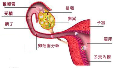 怀孕第1周胚胎发育状况,怀孕1-10个月胎儿发育图