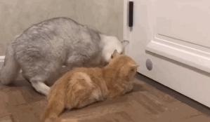 救助流浪猫加菲猫,被遗弃刚出生不久的加菲猫