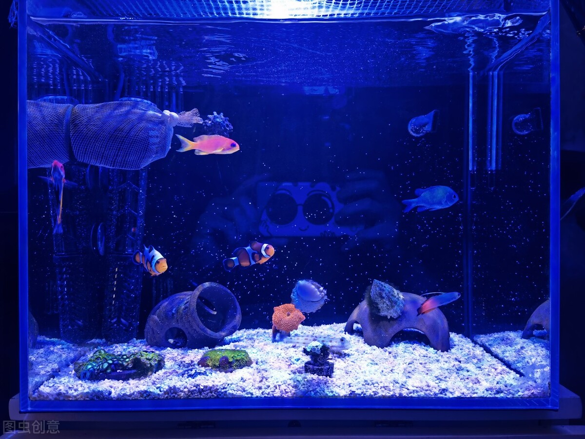 玩海水缸费钱吗,如何正确的调配海水海缸