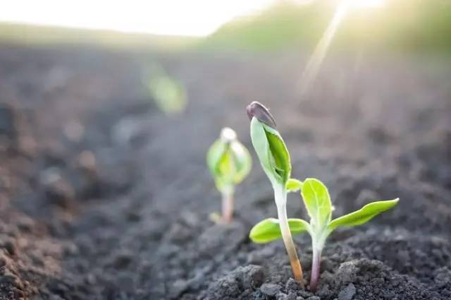 如何判断土壤的酸碱性,怎么判断土壤的酸碱性