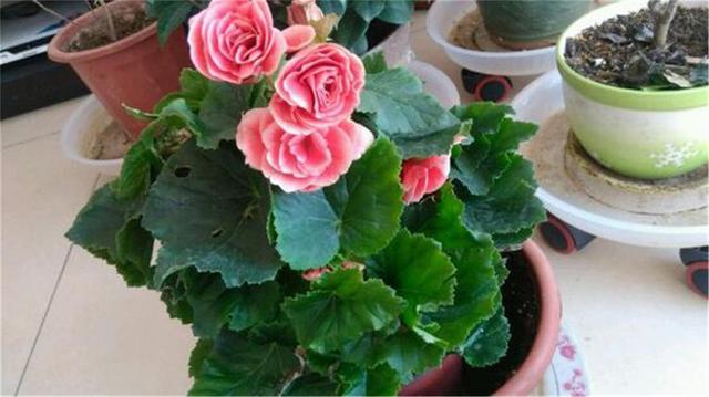 丽格海棠花谢后还能接着开花吗,丽格海棠光长新芽不开花是为什么