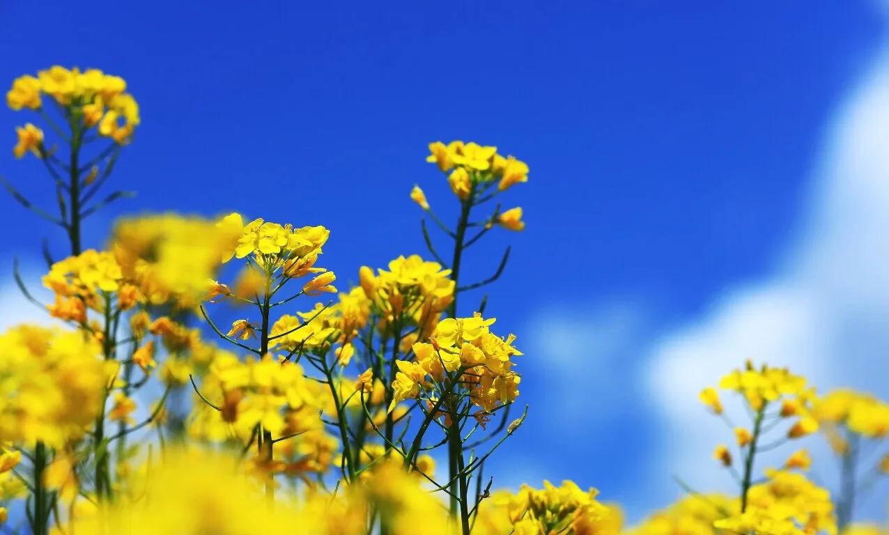 赏油菜花攻略,寻找最美油菜花可去这十大景点