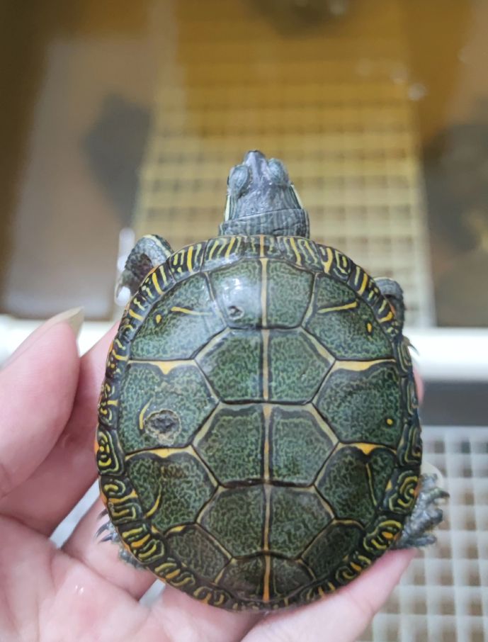 绿色的锦龟,艳丽的龟