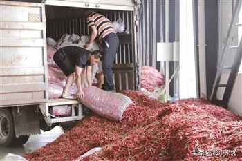 安顺附近的青辣椒基地,贵州安顺小辣椒农业开发有限公司