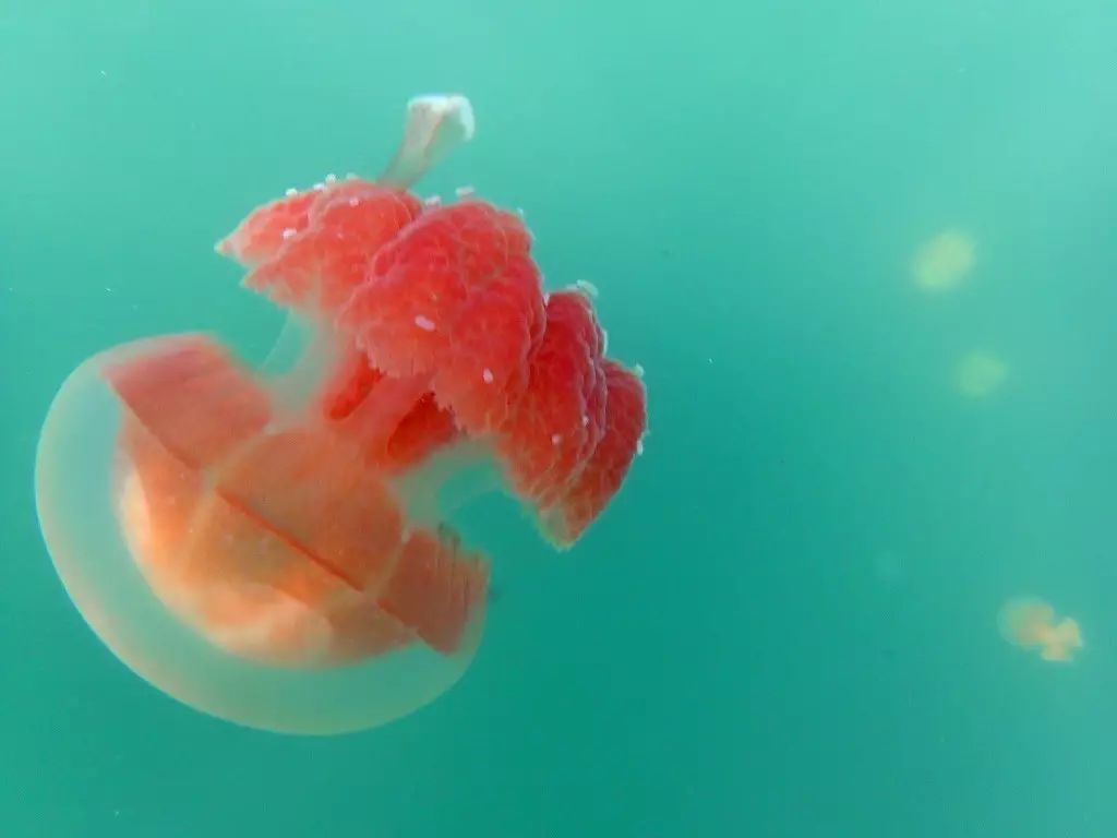 帕劳归来不看海谁说的,帕劳归来不看海