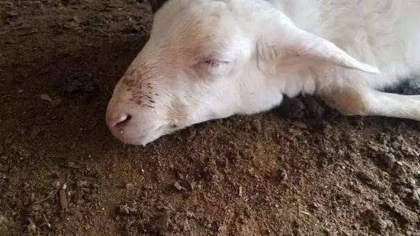 夏季羊容易发生哪些疾病,夏季羊普通病发生特点是什么