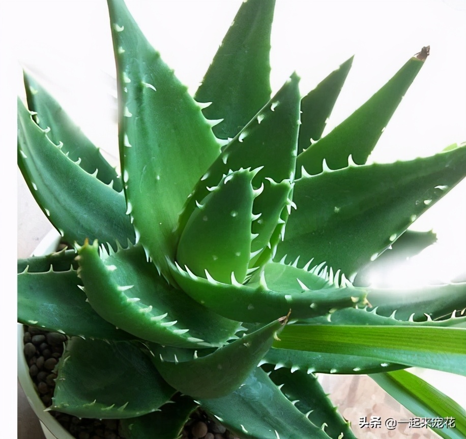 家里养花最好养什么品种的,家里养花用什么花盆好