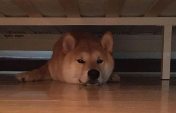 狗狗晚上睡觉一直嗯叫是怎么回事,狗狗一天到晚睡觉是什么原因