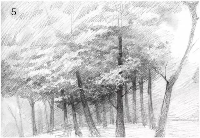 素描雨天树林图片简单版,用八开素描纸怎么画树林