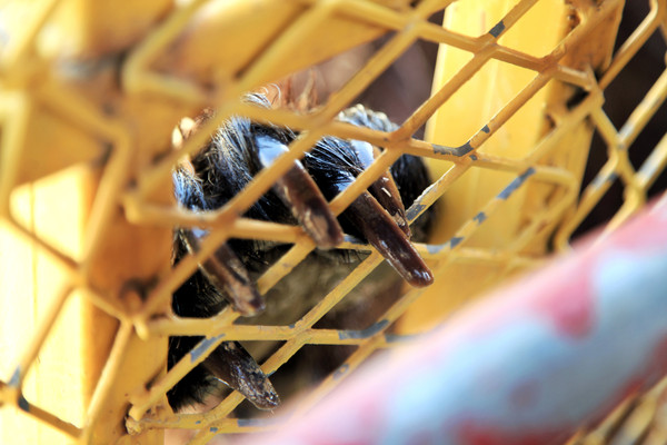 春游江淮请你来滁州版,春游江淮等您来