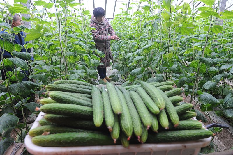 黄瓜有苦味好吃吗,黄瓜有苦味