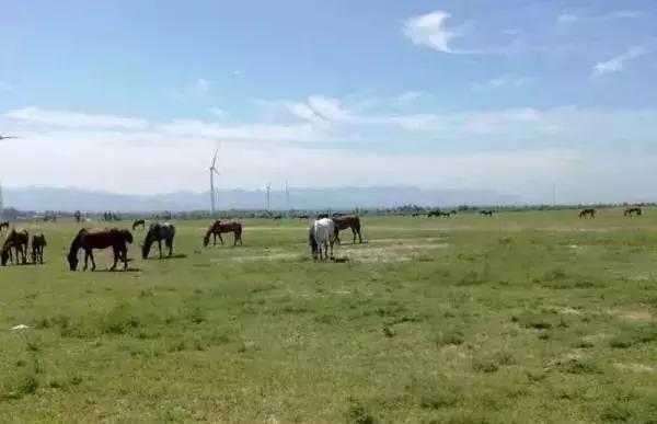 爱旅游的朋友注意了！天津周边藏着的10个草原，不玩一趟太亏