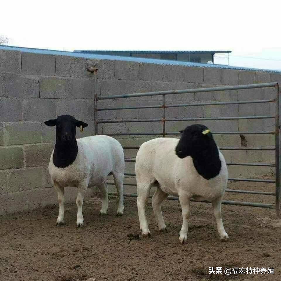 杜泊羊种羊价格多少钱,杜泊羊肉多少钱一斤