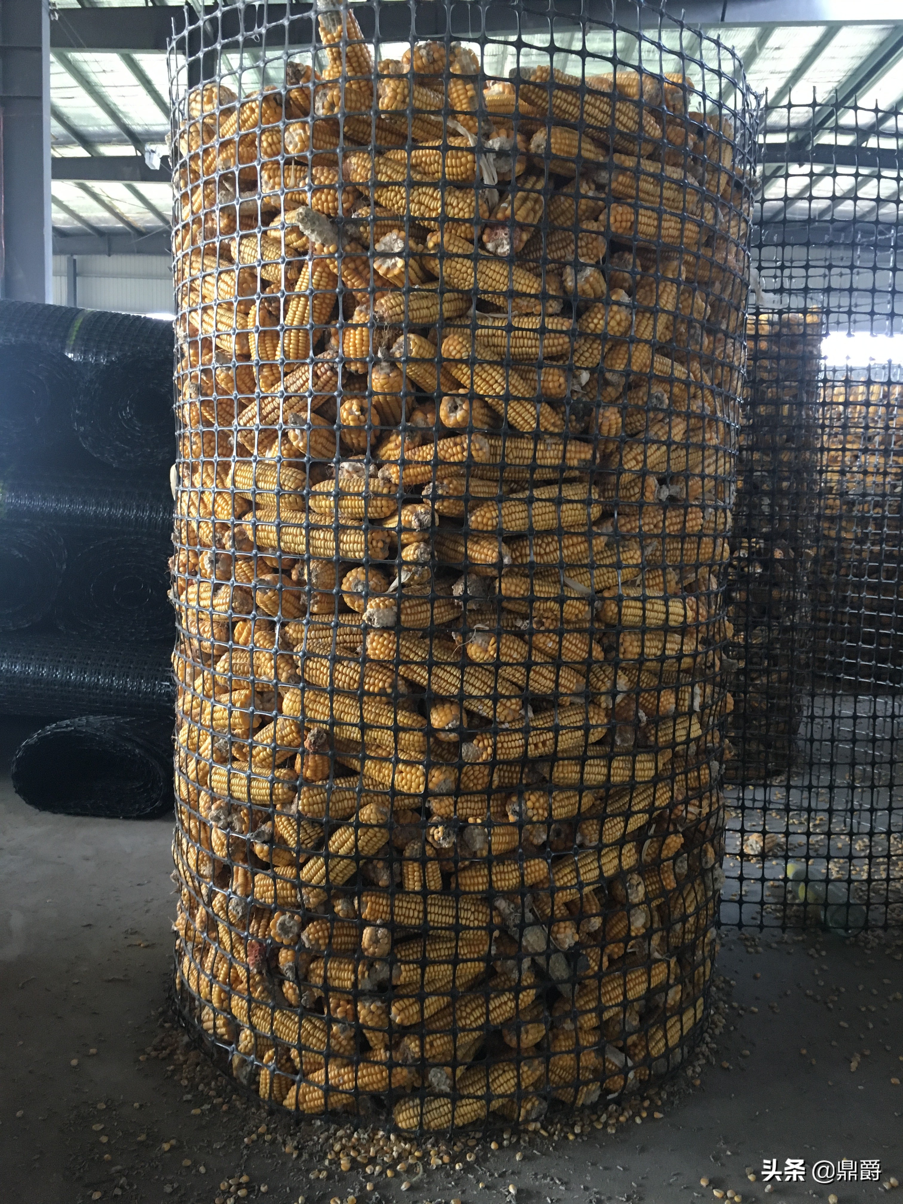 圈玉米网,特厚圈玉米专用网