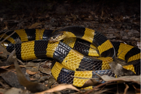 金环蛇中国毒蛇排名第几,金环蛇vs银环蛇世界第一毒蛇