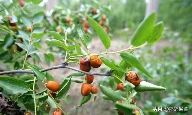 房前屋后适合栽什么树镇宅,镇宅树栽什么树好