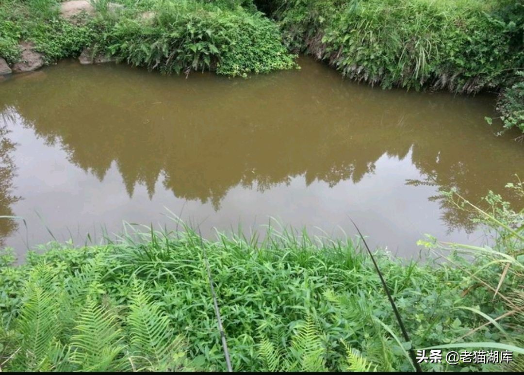 户外泥鳅钓鱼技巧和方法,野钓泥鳅多怎么办
