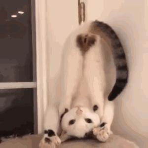 猫咪很臭又不能洗澡的时候怎么办,两个月的猫咪没洗澡太臭了怎么办