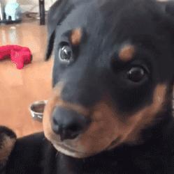 可爱可奶呆萌的小奶狗,可爱呆萌小奶狗