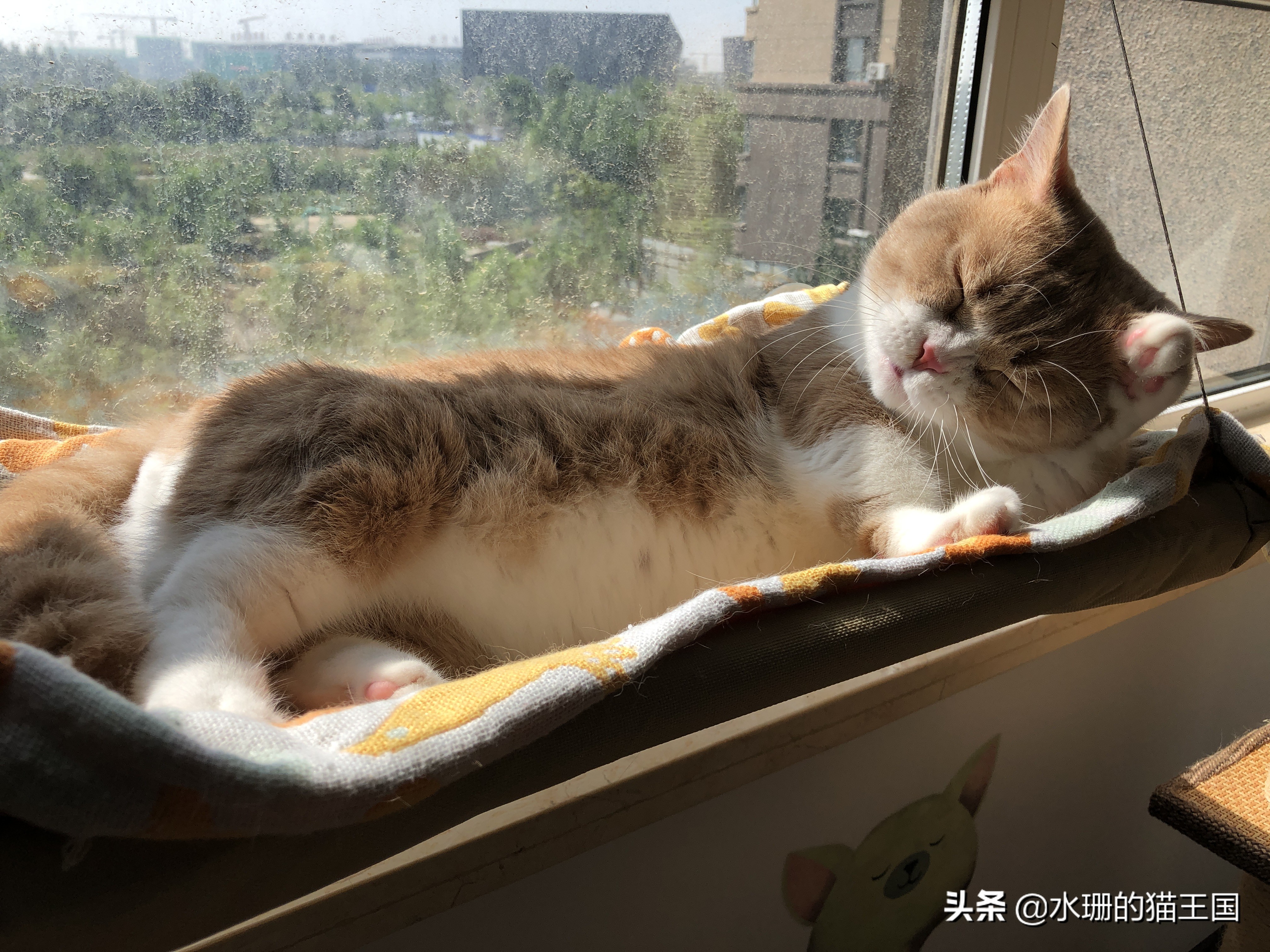 猫咪的习性30字,猫咪的五大生活习性